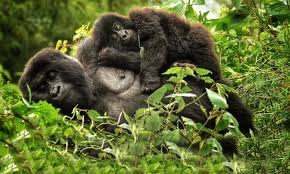 Rwanda